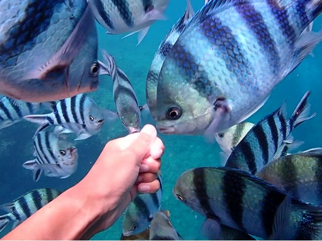 餌を持った瞬間、怒涛の勢いでやってくる!