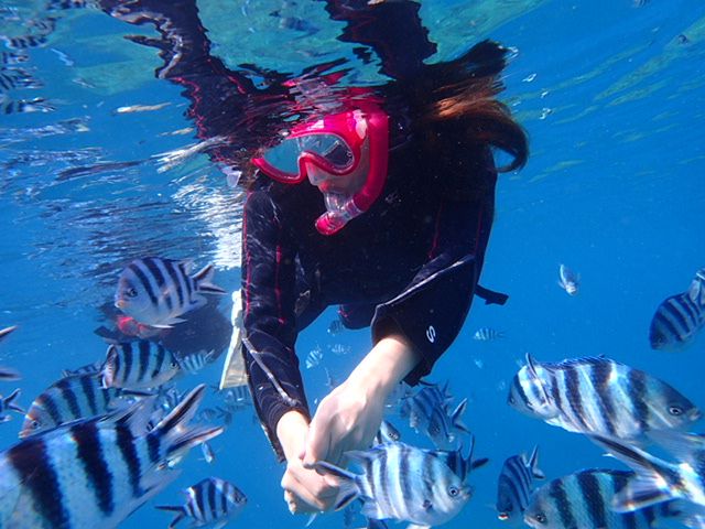 群がるお魚に餌付け体験!