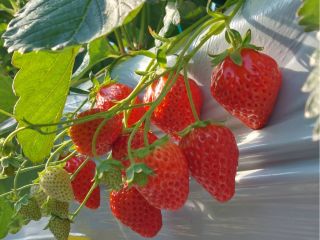 ハウス内でのいちご狩り(雨天OK)