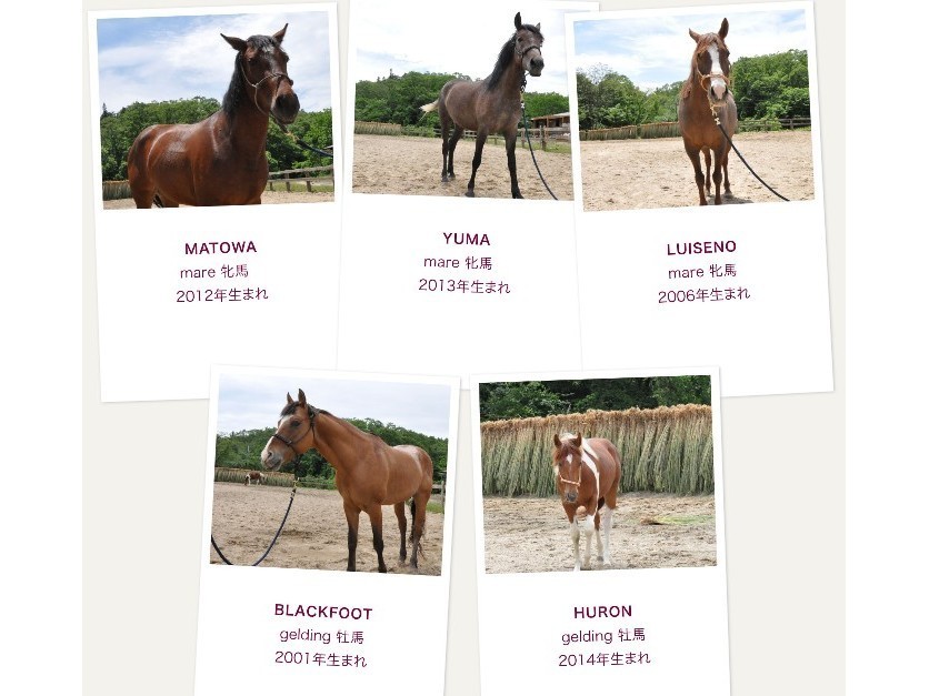 TANIMOTO HORSE RANCHł́AT̔n􂵂Ă܂Bql̏nxAKeȂǂɍ킹āAĂ܂B