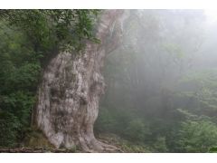 屋久島メッセンジャー 予約 アクセス 割引クーポン じゃらんnet