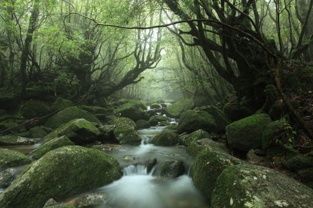 マイナスイオンに満ちた森
