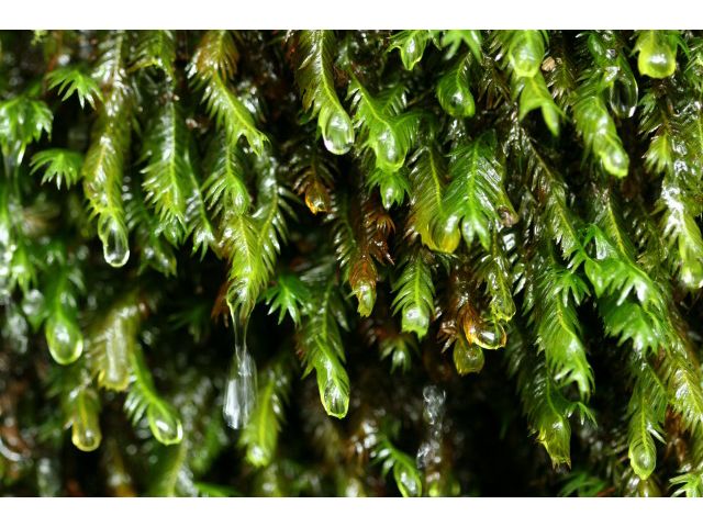 豊かな森の象徴、小さなコケたち