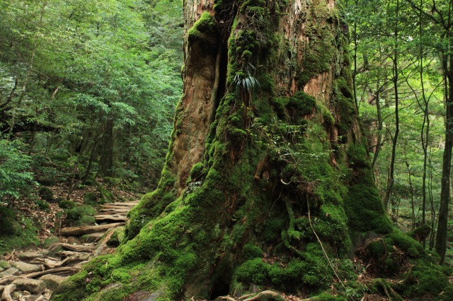 「白谷のぬし」と呼ばれる七本杉