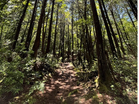 V͔rIRȃR[XłBwȏ̂qlł[y݂܂