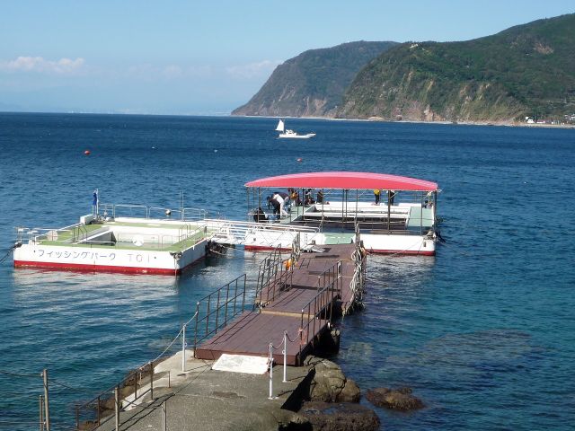 西伊豆 海釣り 初心者も歓迎 海上の釣り堀でフィッシング 竿 エサ付きプラン 制限時間3時間 ファミリーにオススメ フィッシングパークtoi じゃらん遊び体験 西伊豆 海釣り 初心者も歓迎 海上の釣り堀でフィッシング 竿 エサ付きプラン 制限時間3時間 ファミリーにオススメ フィッシングパークtoi じゃらん遊び体験