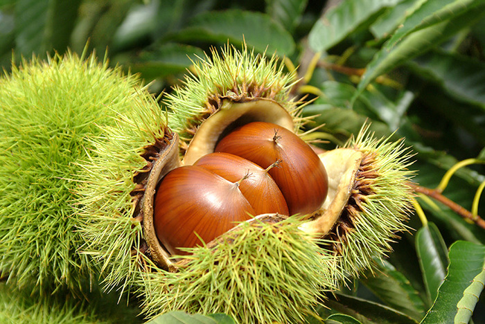 小布施は栗の町として有名です