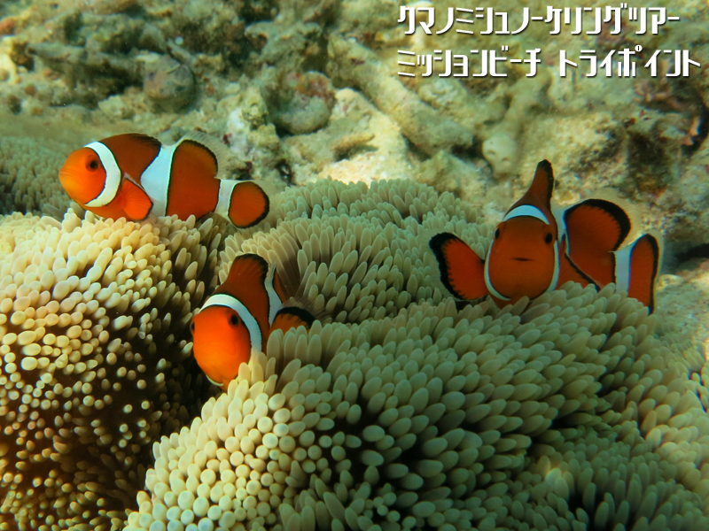 �l�C�̃j�����͂���3��ނ̃N�}�m�~�ɍ����� (^_^)