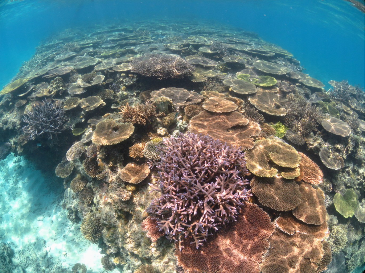 �T���S��