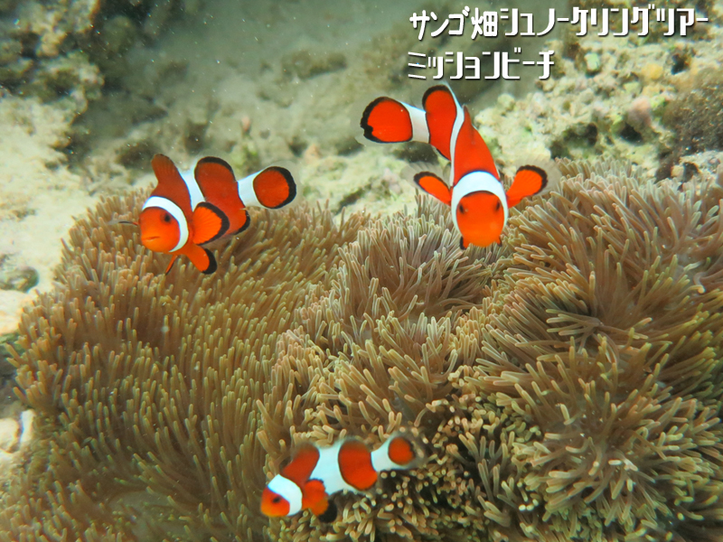 �l�C�̃j�����͂���3��ނ̃N�}�m�~�ɉ��