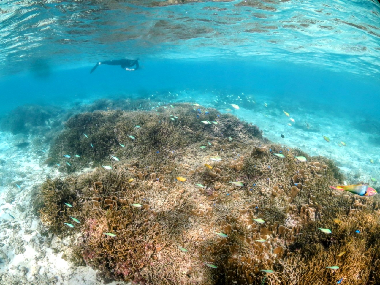 �f�o�X�Y���_�C�⃋���X�Y���_�C�Ȃǉ����F�N�₩�ȔM�ы��̌Q��