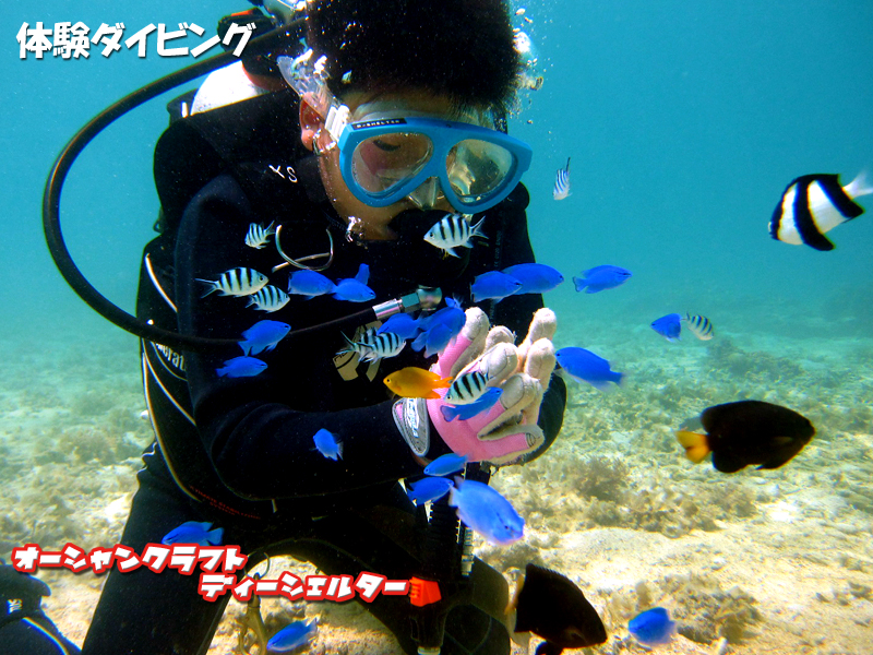 �l�������������X�Y���_�C