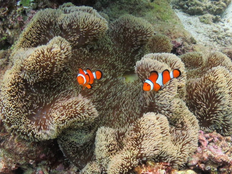 lC̃j͂3ނ̃N}m~ɍ (^_^)