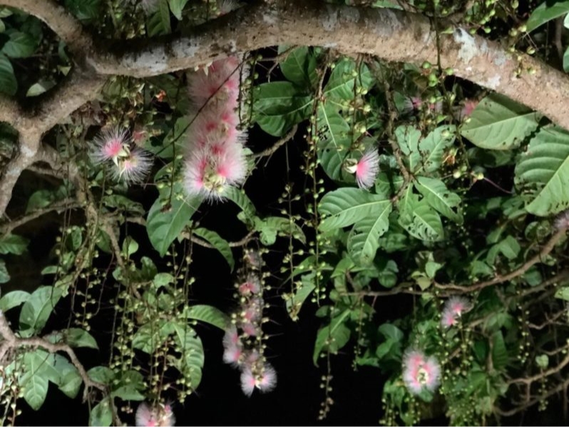 夜にしか咲かない幻の花サガリバナ♪