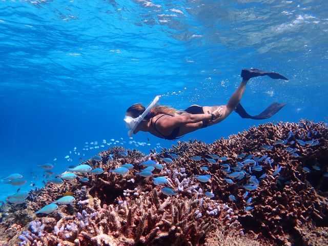 石垣の海で自由に泳ごう!!