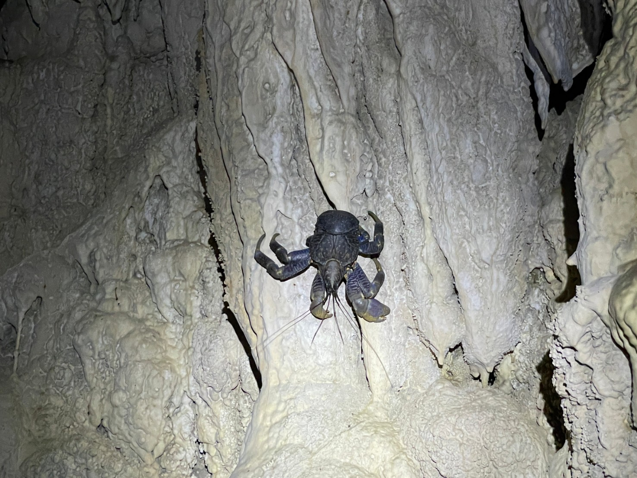 石垣島のジャングルは珍しい動植物がたくさん!