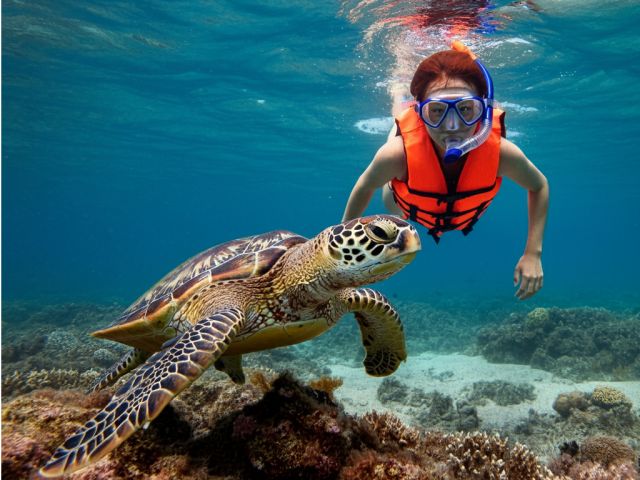 シュノーケルでウミガメにも会えちゃうかも?!