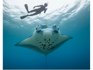 大迫力のマンタ!