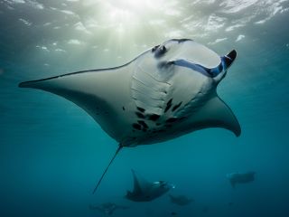 大迫力のマンタ!