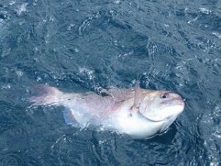 熱海 海釣り 海上のイケスで30分釣り放題 釣ったお魚はbbqや提携店で食事ok 海上釣堀 筏釣りの東海 じゃらん遊び体験 熱海 海釣り 海上のイケスで30分釣り放題 釣ったお魚はbbqや提携店で食事ok 海上釣堀 筏釣りの東海 じゃらん遊び体験
