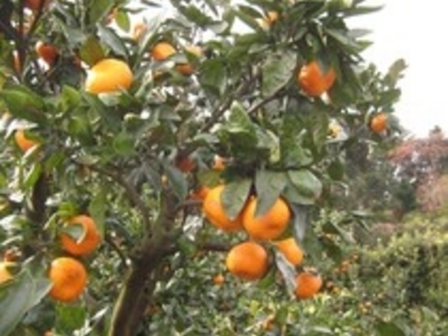 春はオレンジ狩り、秋はみかん狩りが楽しめる