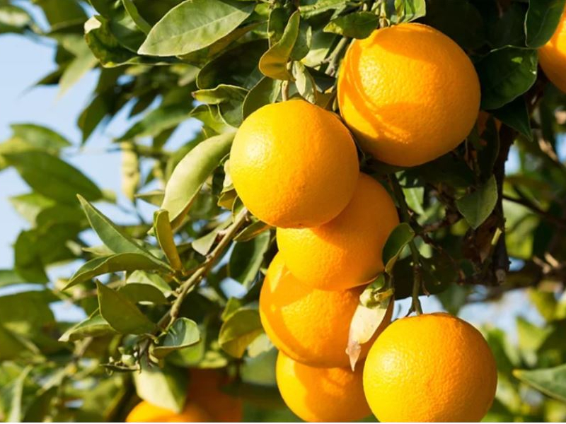 春はオレンジ狩り、秋はみかん狩りが楽しめる