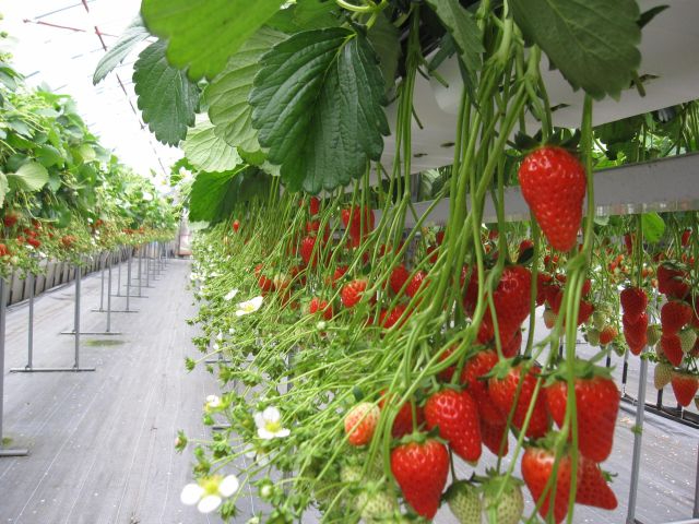 章姫と紅ほっぺが交互に植わっています