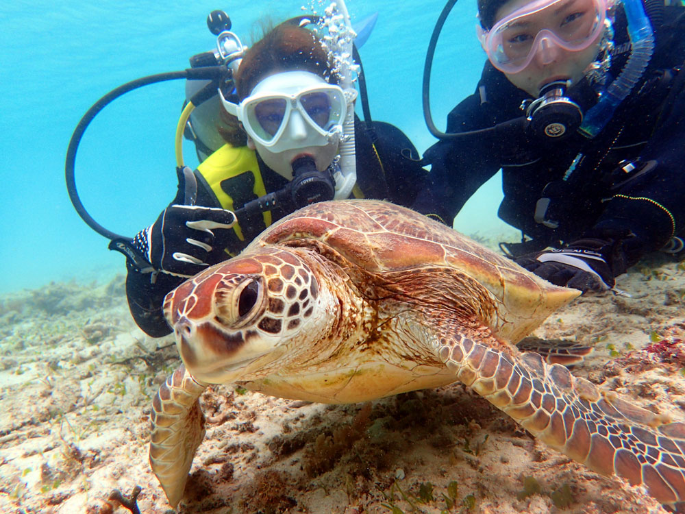 奄美の海で体験ダイビング!ウミガメとも出会えるかも!