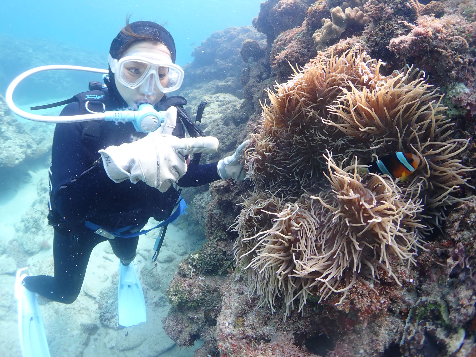 クマノミとも出会えるポイントももちろんあります。見たい生物リクエストしてくださいね。