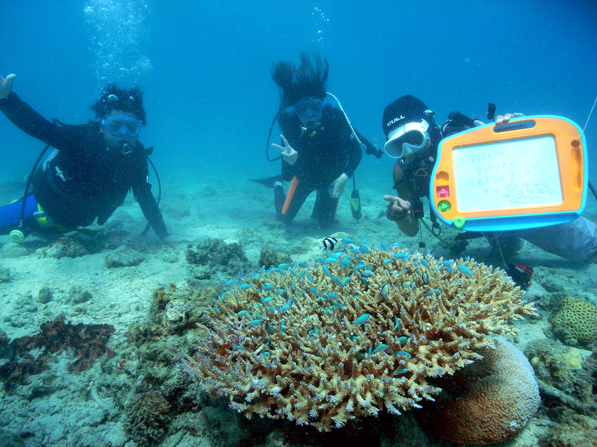 何の魚が見れるかな〜?