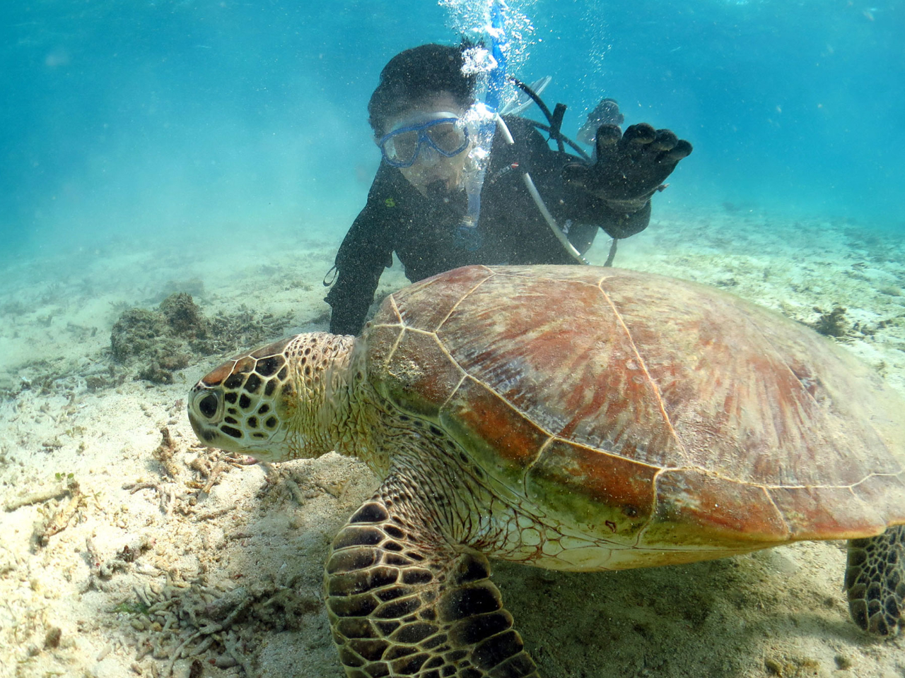 こんなにウミガメと近くで会える日も!!