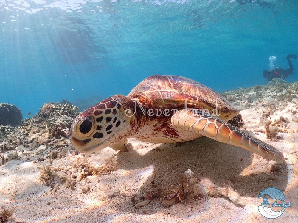 ウミガメと出会えるラッキーな日も!