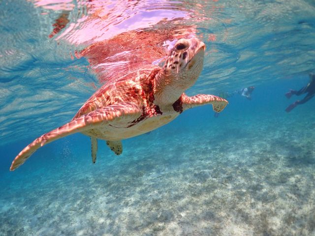 ウミガメの深呼吸!