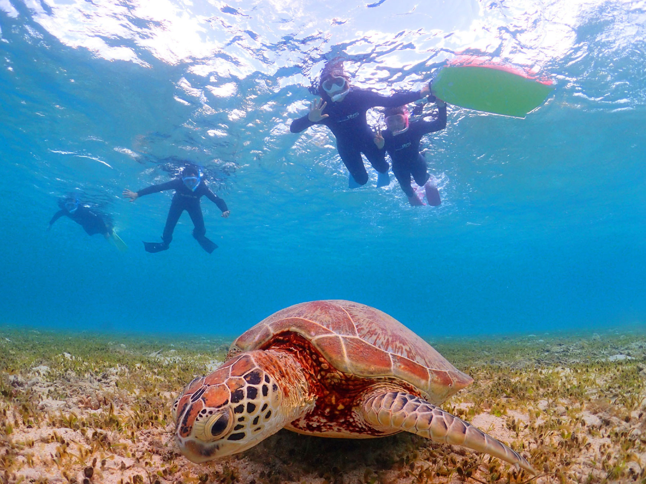 ウミガメ遭遇率は2024年99%以上!!期待してお越しください(^^♪