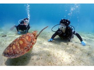 ウミガメと出会う事を目的とした体験ダイビング!遭遇率92%以上!