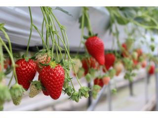 いちご狩りの一番人気☆章姫