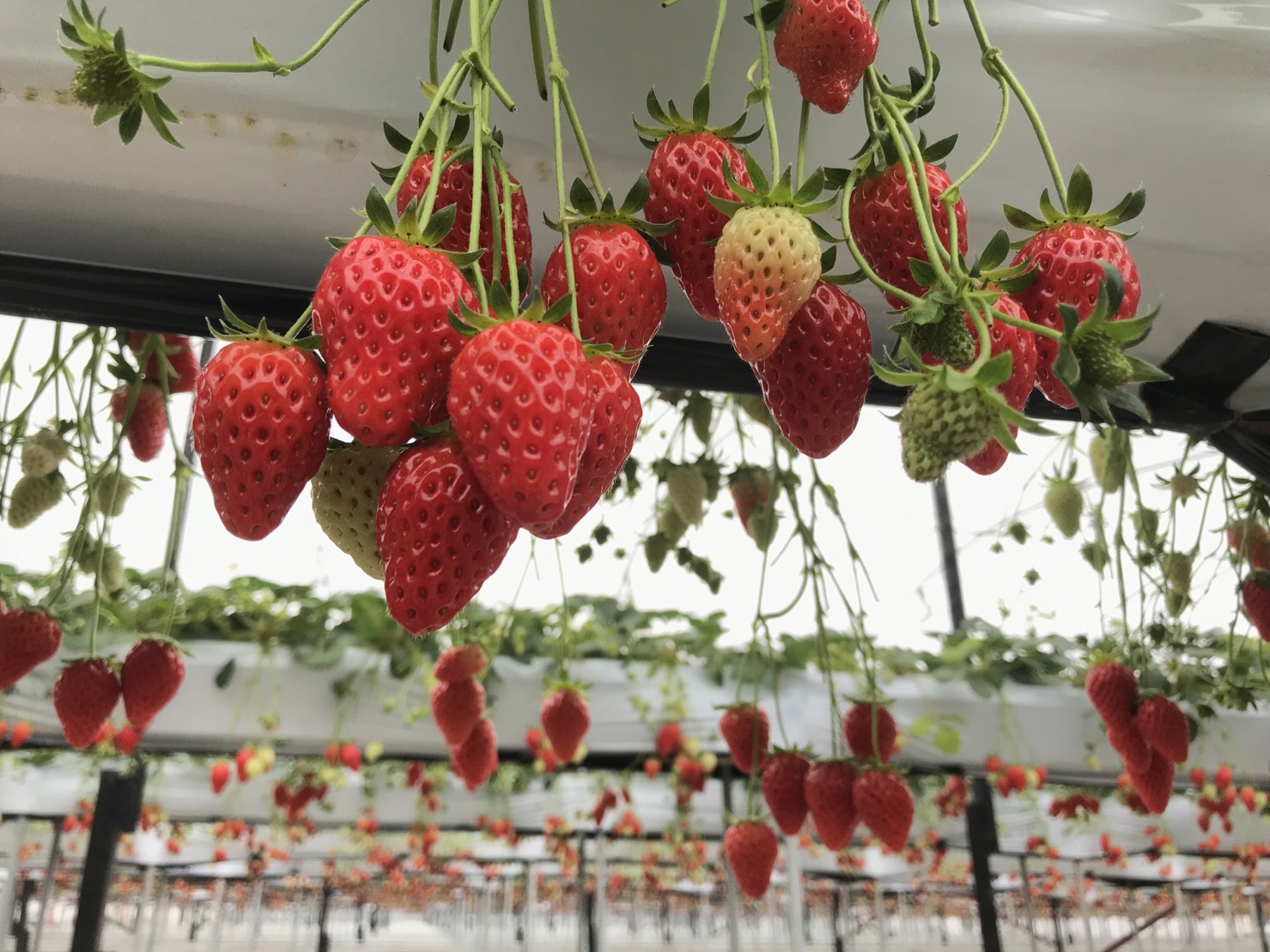 ͕P䕂́AÂĂîߑRオĂ