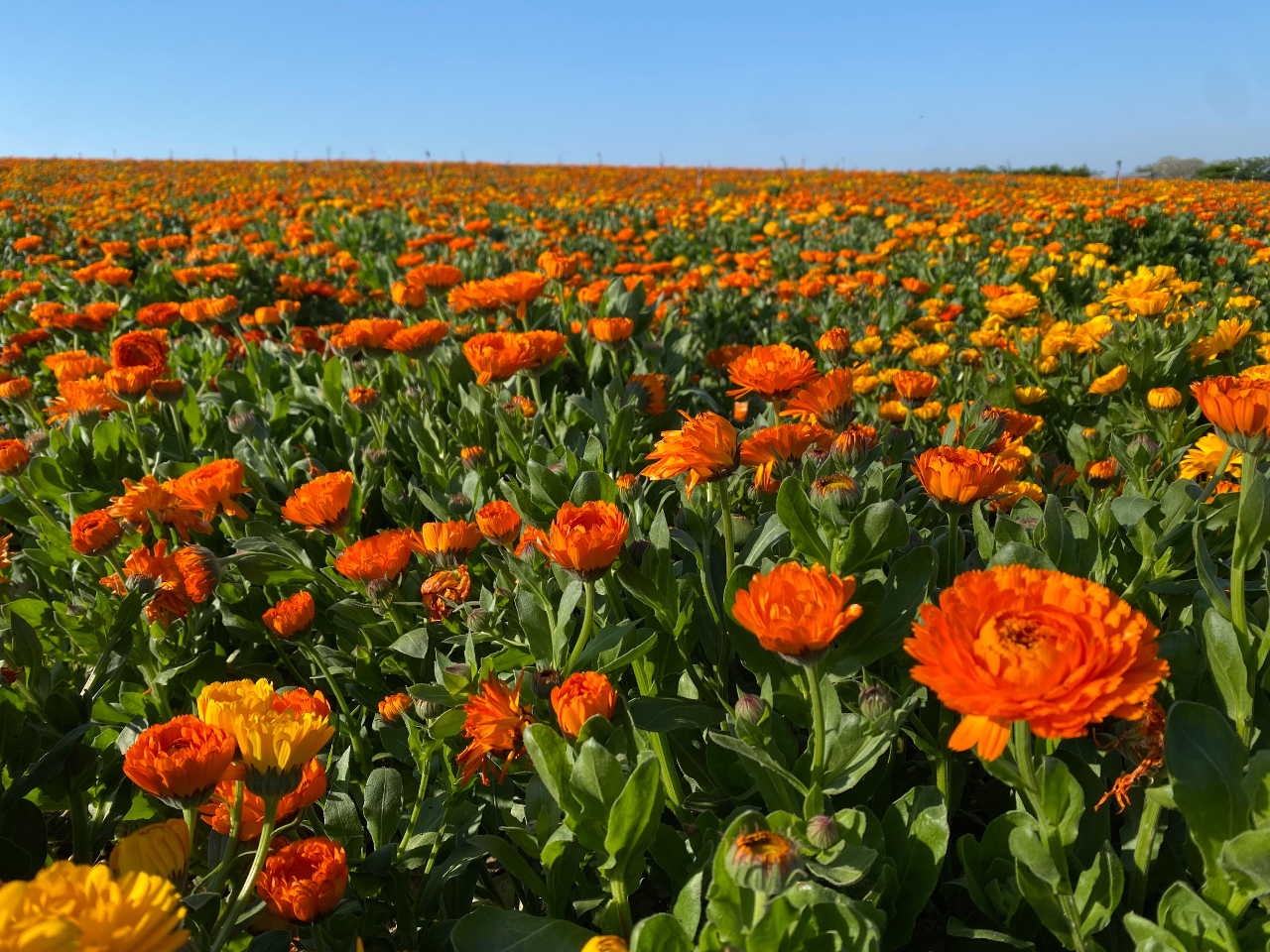 2`4ɍ炫ւLZJ́A܂ŃIWO~LN₩ȂԔł