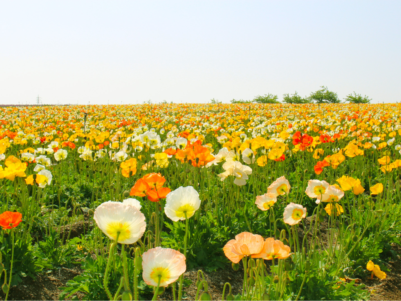 入園料のみ】観光農園花ひろば ～花つみ・花束のお持ち帰り