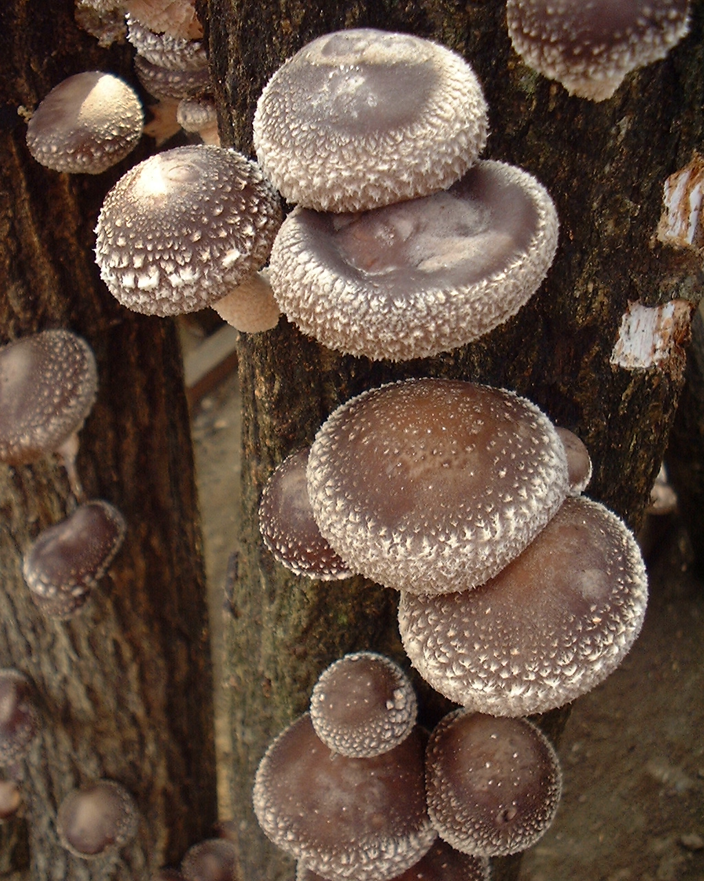 【しいたけ狩り】全国でも希少な原木から狩れる、しいたけ狩り体験!\ファミリー・カ...