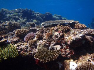 貝採り漁コース 海人倶楽部 じゃらん遊び体験 貝採り漁コース 海人倶楽部 じゃらん遊び体験