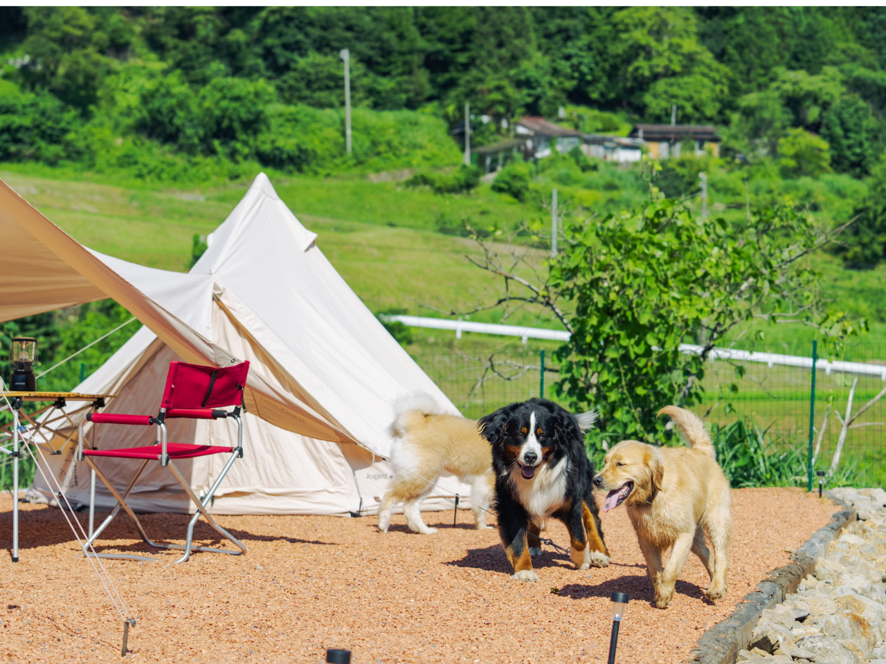 広い敷地全体がリードフリーで楽しめます