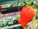 赤くてあま〜いいちご