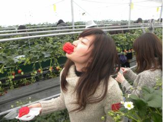 【2月10日〜予約】コロナ対策実施中☆アルプスの雪解け水で育ったいちご狩り45分♪≪駒ヶ根ICから車で2,3分!≫