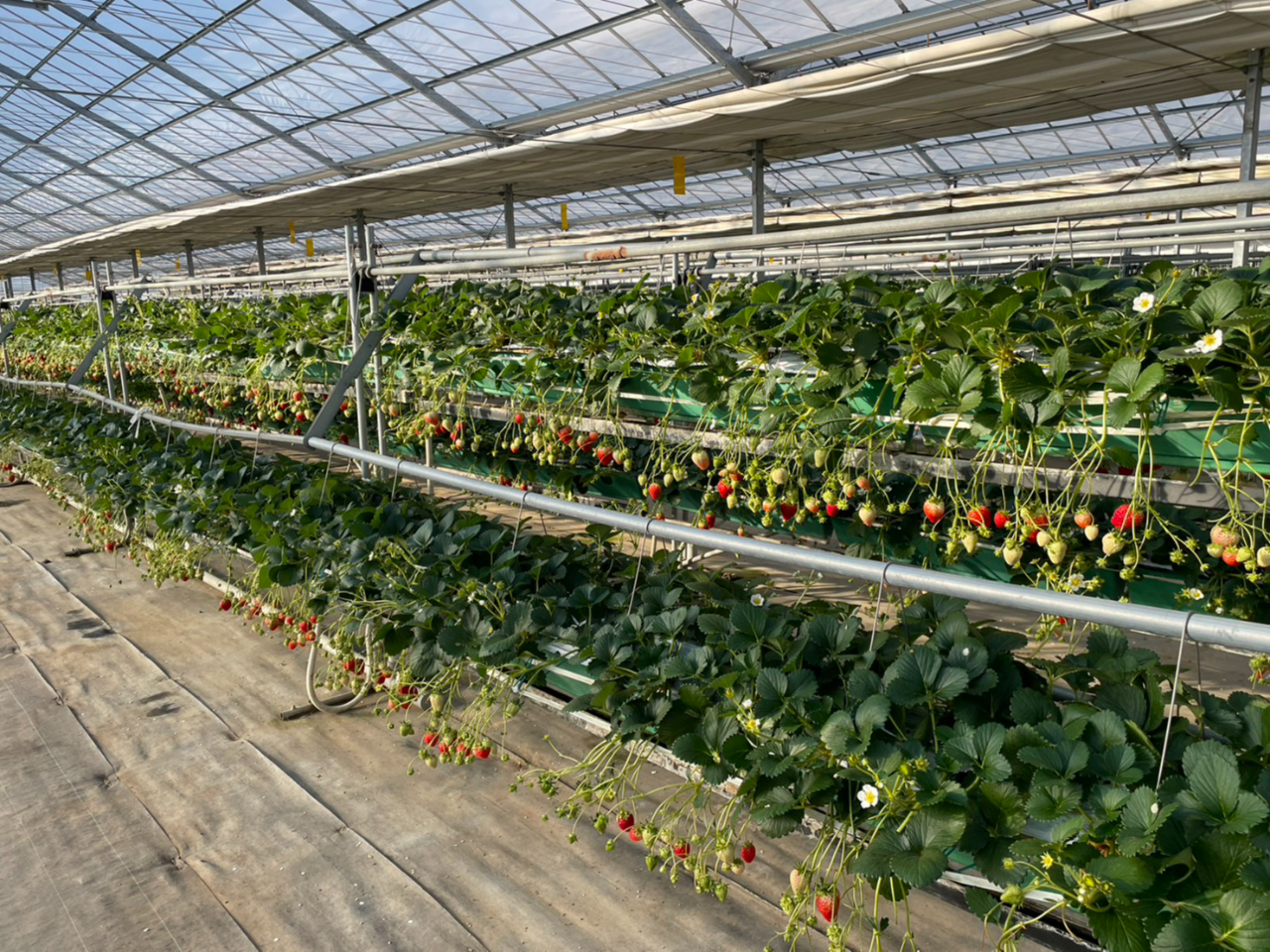 お子様が下の段、大人が上の段で一緒にいちご狩りができます♪