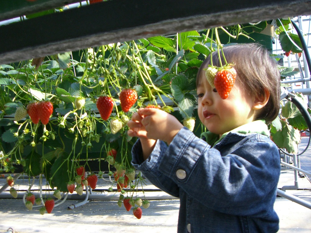 子供からお年寄りまで、安心してお楽しみいただけます。