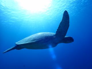 ウミガメ遭遇率90%