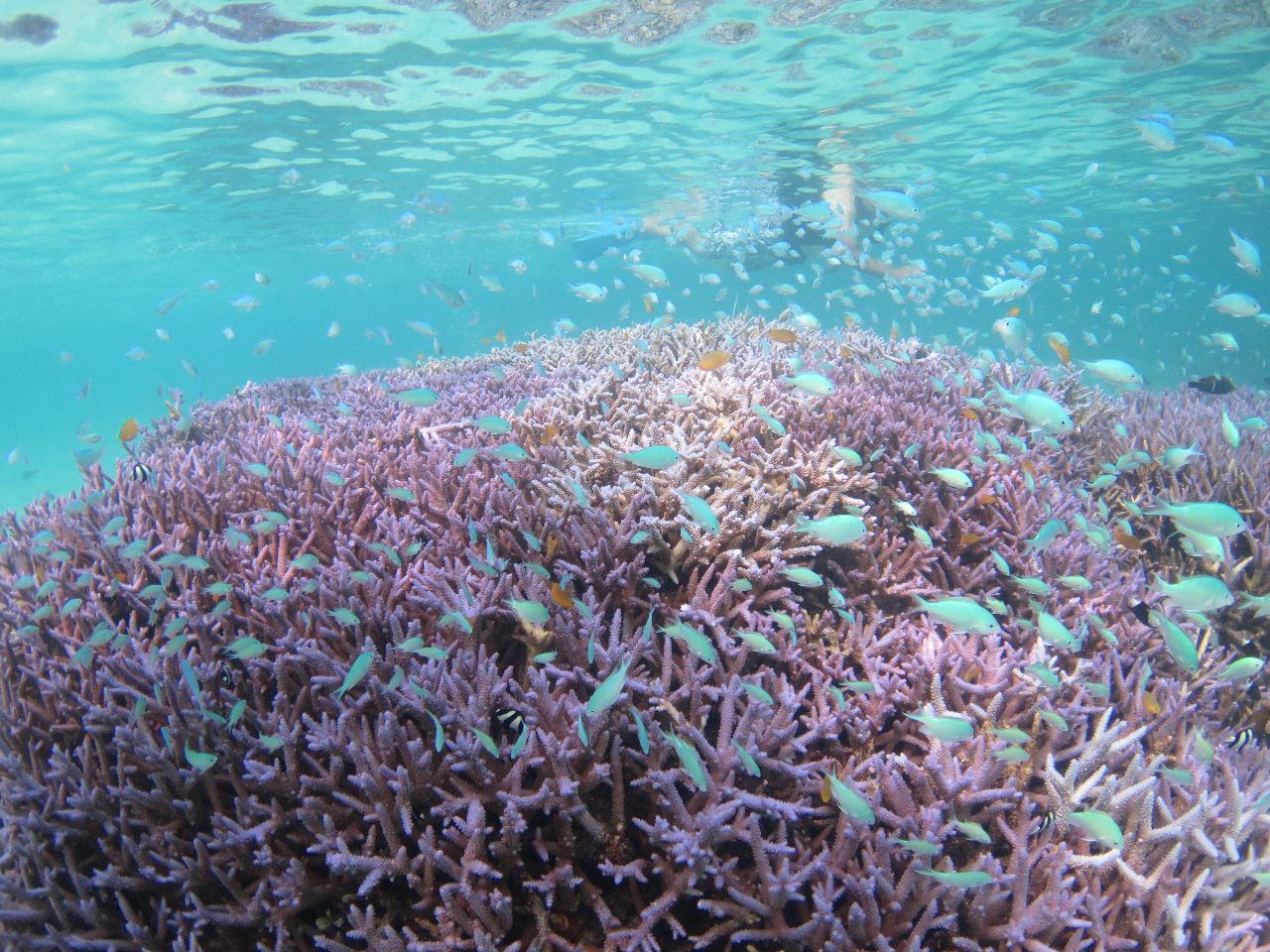 E~KȊOɂR̔Mыώ@ł܂