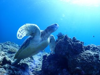 ウミガメと一緒に泳ごう!!