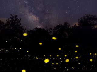 期間限定のヤエヤマヒメボタルを見に行こう!